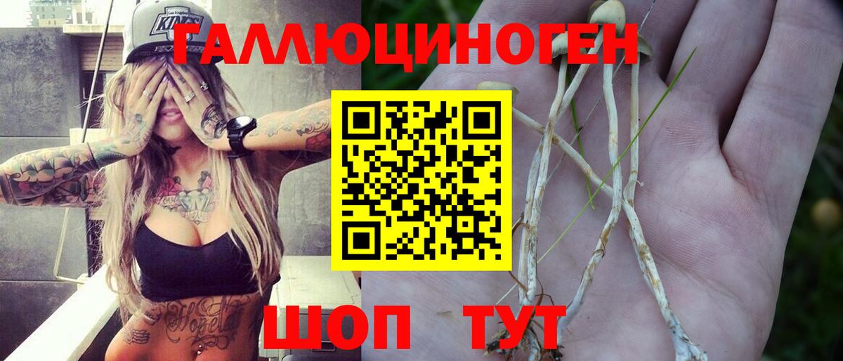 Галлюциногенные грибы Psilocybine cubensis Тихвин